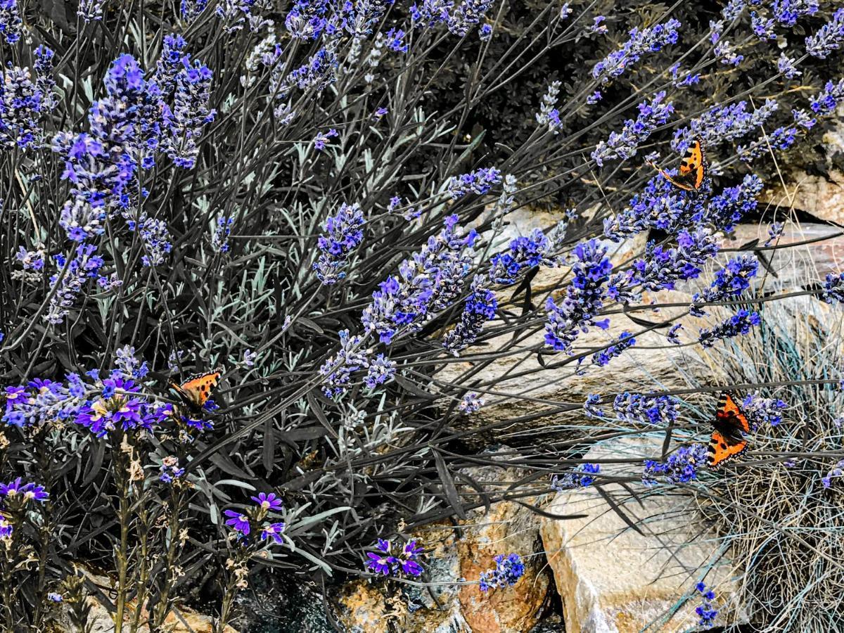 Na Planyrce Ξενοδοχείο Paseky nad Jizerou Εξωτερικό φωτογραφία